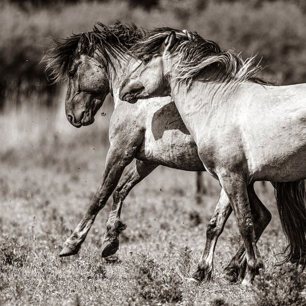 Konik Stallions by Barbara Verstraate