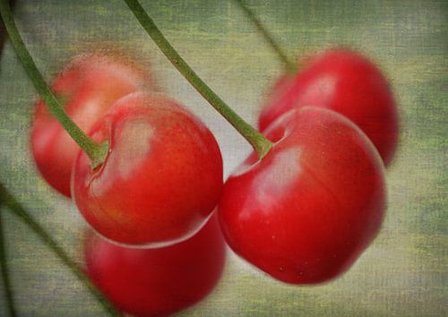 Rote Kirschen3