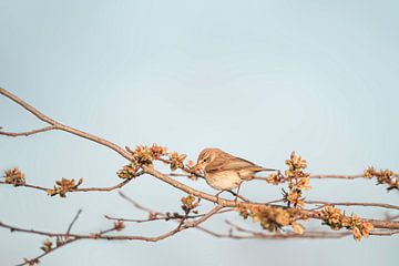 Chiffchaff in de Lentezon van Femke Ketelaar