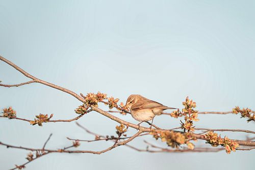 Chiffchaff in de Lentezon met Bloesem en Pastel kleuren