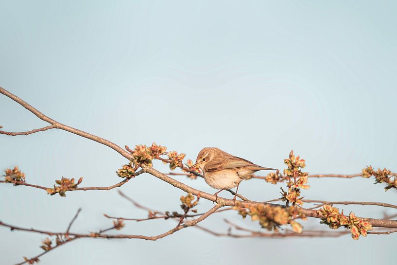 Chiffchaff in de Lentezon met Bloesem en Pastel kleuren van Femke Ketelaar