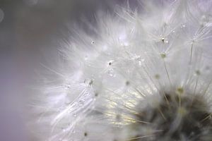Paardebloem I