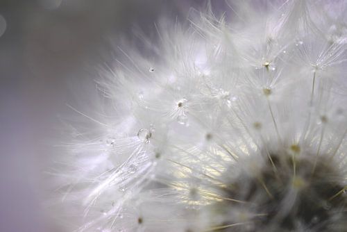 Paardebloem I