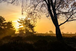 Lever de soleil sur les landes de la réserve naturelle de Veluwe sur Sjoerd van der Wal Photographie