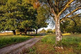 Große, stattliche Bäume säumen den Weg. von Els Oomis