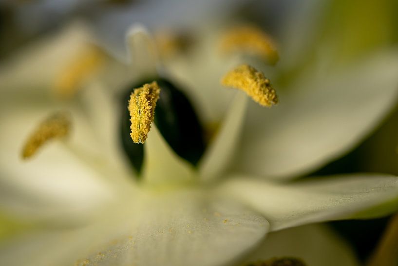 ornithogalum von Pictures by Van Haestregt
