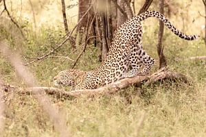 Afrikanischer Leopard von Dennis Eckert