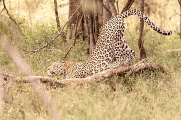Afrikaans luipaard van Dennis Eckert
