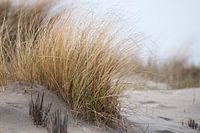 In de duinen