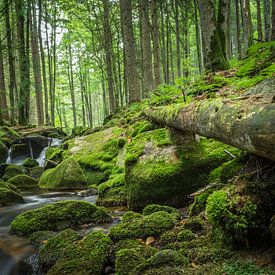 Moos und Steine (Bayerischer Wald) von Tobias Luxberg
