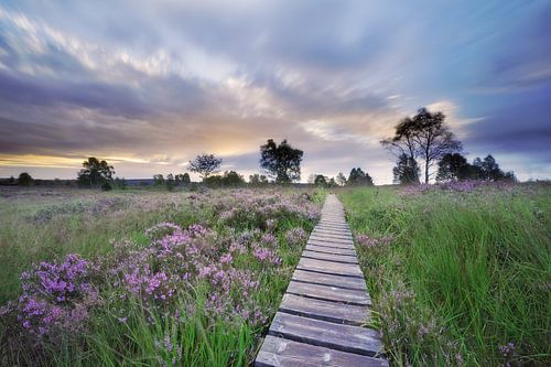 Storm in the High Fens - Hiking in the Ardennes