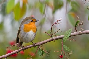Robin