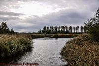 pond dans la forêt