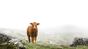 Kälbchen im Nebel von Leny Silina Helmig