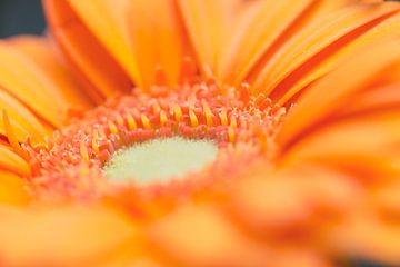 Oranje Gerbera van Kimberly van Aalten