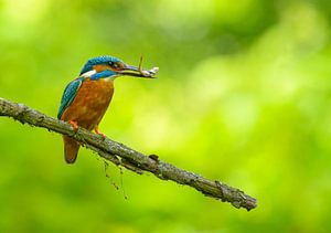 Eisvogel mit gefangenem Fisch von Remco Van Daalen