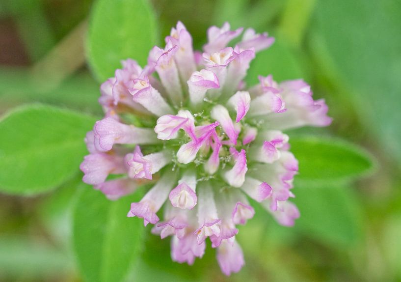 Pink Clover Floral Pastel Macro by Iris Holzer Richardson