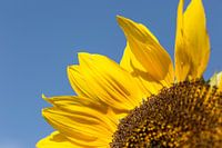 Tournesol