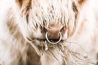 Scottish highlander bull
