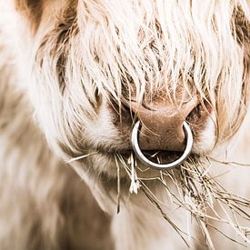 Scottish highlander bull by Erica Kuiper