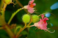 flor