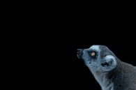 Ringtailed lemur by Hennie Zeij thumbnail