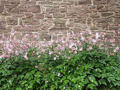 Blooming autumn anemones in front of a rustic wall