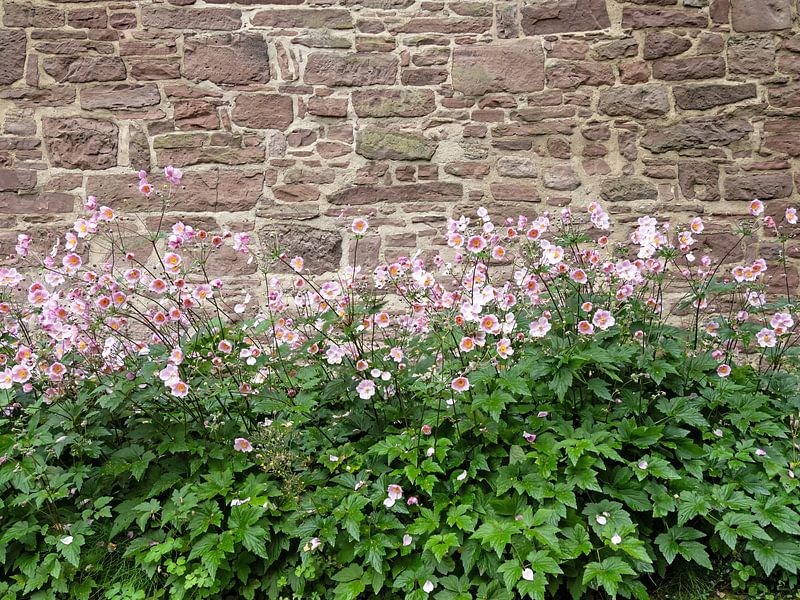 Blooming autumn anemones in front of a rustic wall by Katrin May