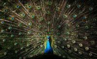 Peacock eyes