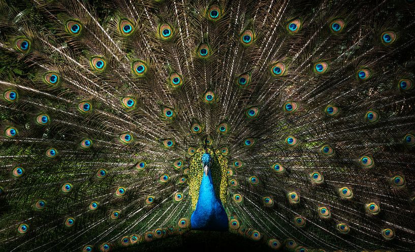 Pauwenogen van mirrorlessphotographer
