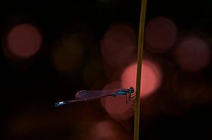 Des demoiselles dans la lumière rouge du soir