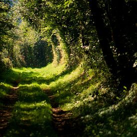 Wald von Johan Verbon
