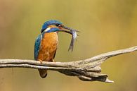 IJsvogel op Tak met Vers Vangst van Thijs Schouten thumbnail