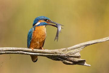 IJsvogel op Tak met Vers Vangst