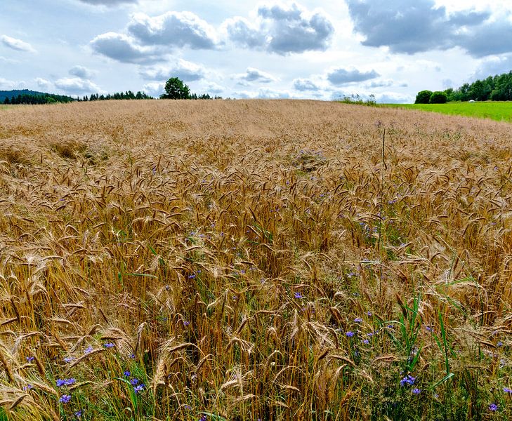 Planet Wheat by Leopold Brix
