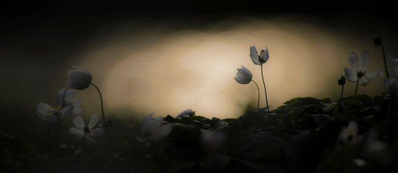 Wood anemone by Richard Guijt Photography