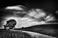 Kurvenreiche Straße an Böschung mit Baum (schwarz-weiß)