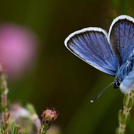 Vlinder Heideblauwtje van SchoutenFoto
