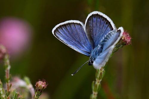 Schmetterling Heidekraut Blau
