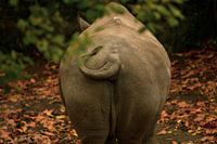 Backwards. Rhinoceros in reverse.