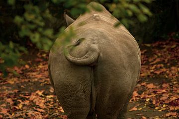 Backwards. Rhinoceros in reverse. by Slim Shadow