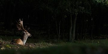 Fallow deer in morning spotlight