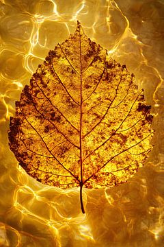Herfstblad drijvend in water van Art & Soul Creations