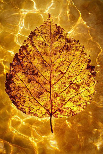 Autumn leaf floating in water by Art & Soul Creations