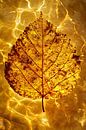 Autumn leaf floating in water by Art & Soul Creations thumbnail