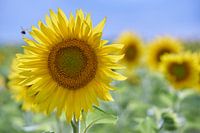 Zonnebloemen en honingbij
