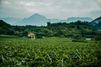 Das Landhaus mit Blick auf die Weinberge