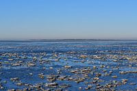 Ice on the tidal flats
