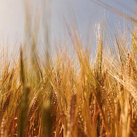 Goldene Körner auf einem Feld von Percy's fotografie