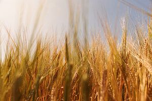 Grains d'or dans un champ